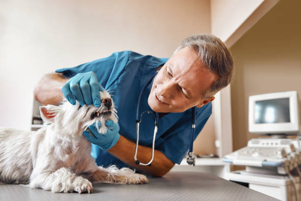 Best Pediatric Emergency Dentist in Annandale, VA